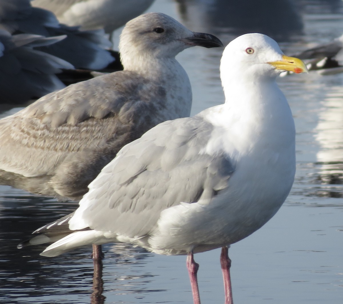 Gaviota Argéntea (americana) - ML538525971