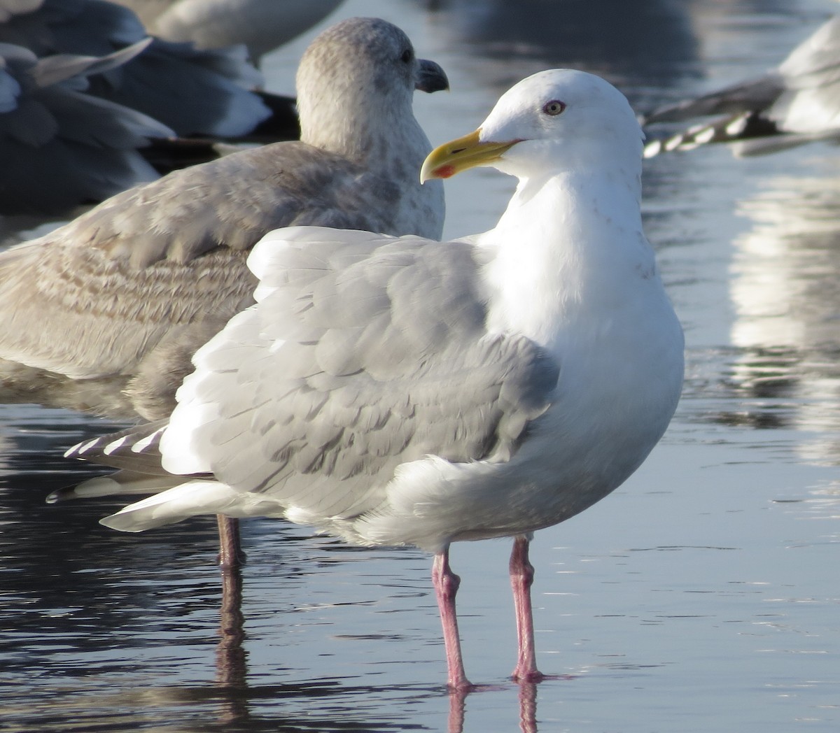 racek stříbřitý (ssp. smithsonianus) - ML538525981