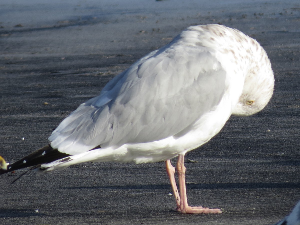 Gaviota Argéntea (americana) - ML538525991