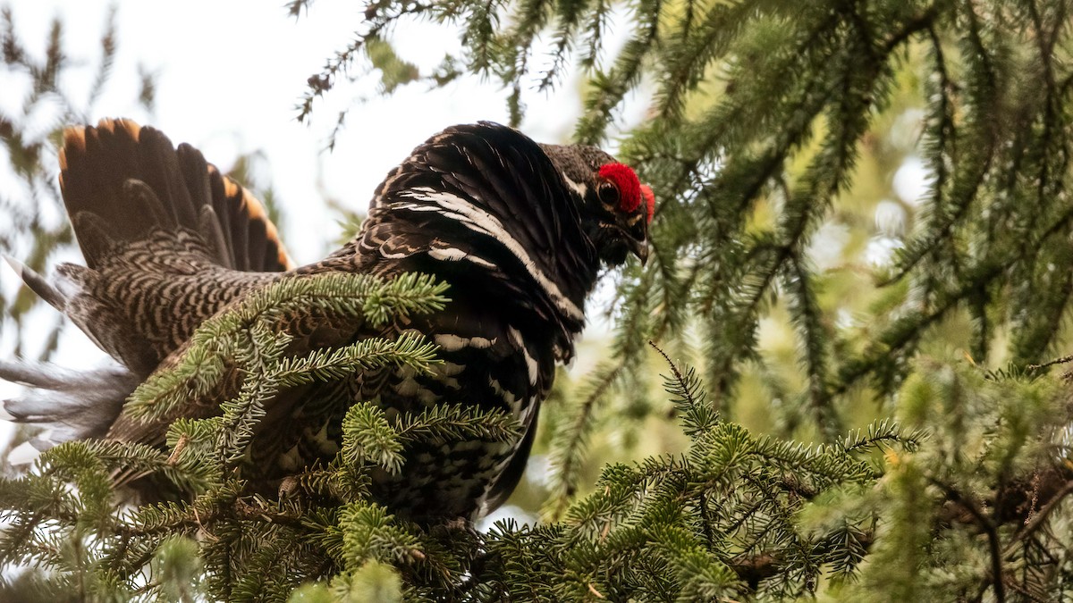 Spruce Grouse - ML538526061