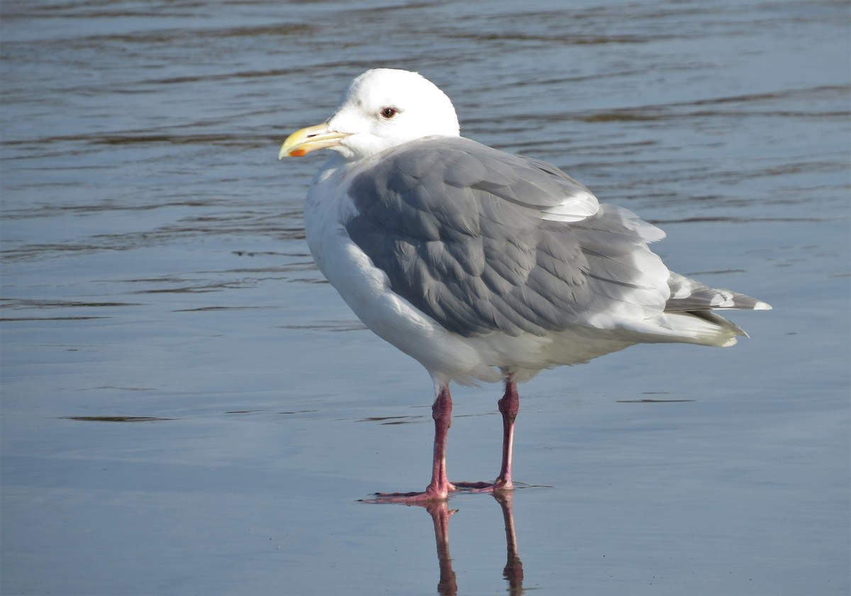 Glaucous-winged Gull - Marya Moosman