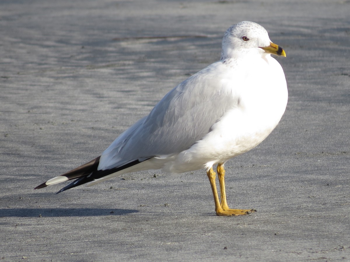 Ring-billed Gull - ML538526691