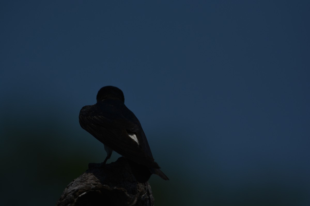 Mangrove Swallow - ML538527731