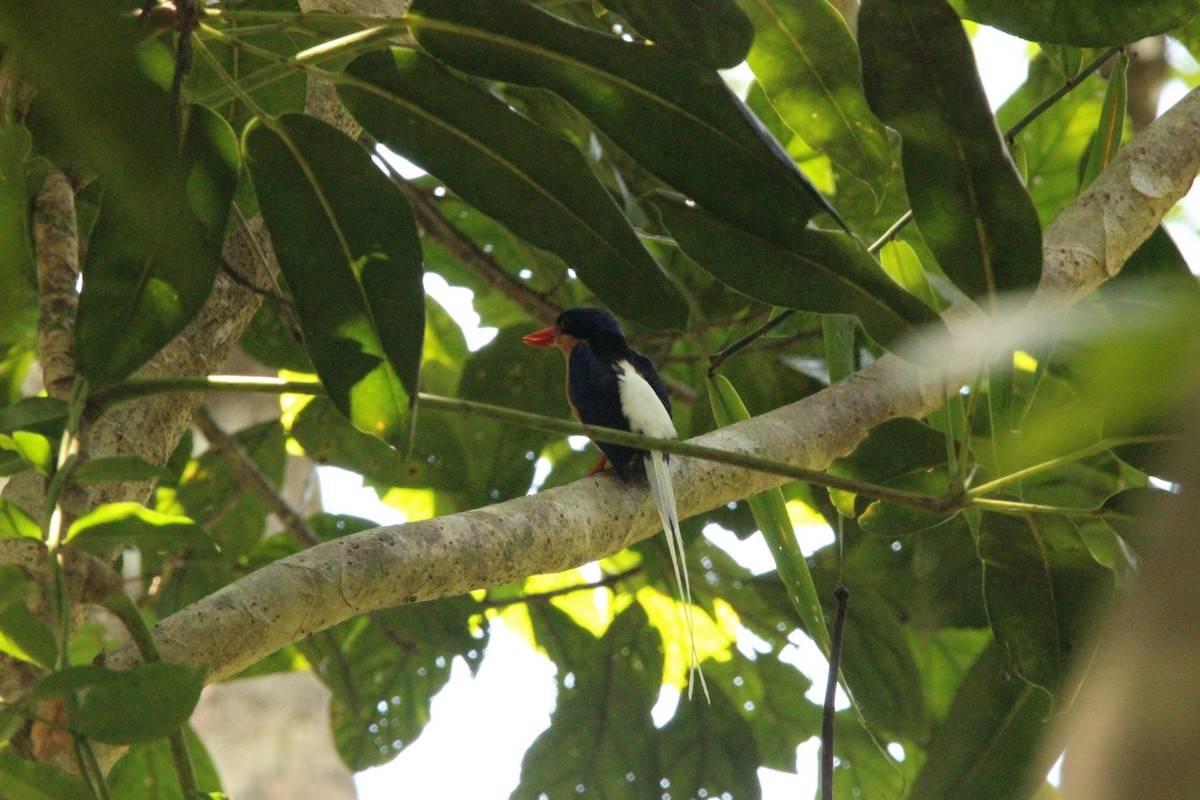Buff-breasted Paradise-Kingfisher - ML538528101