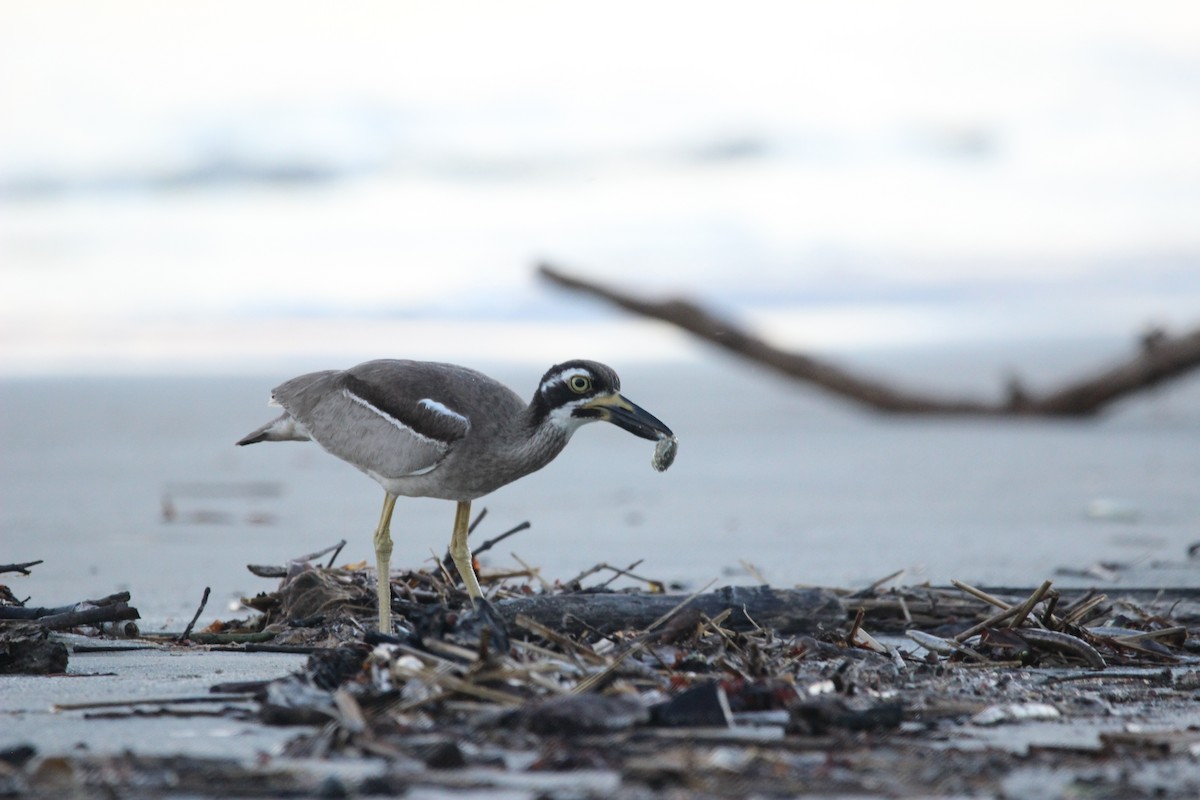 Beach Thick-knee - ML538528591