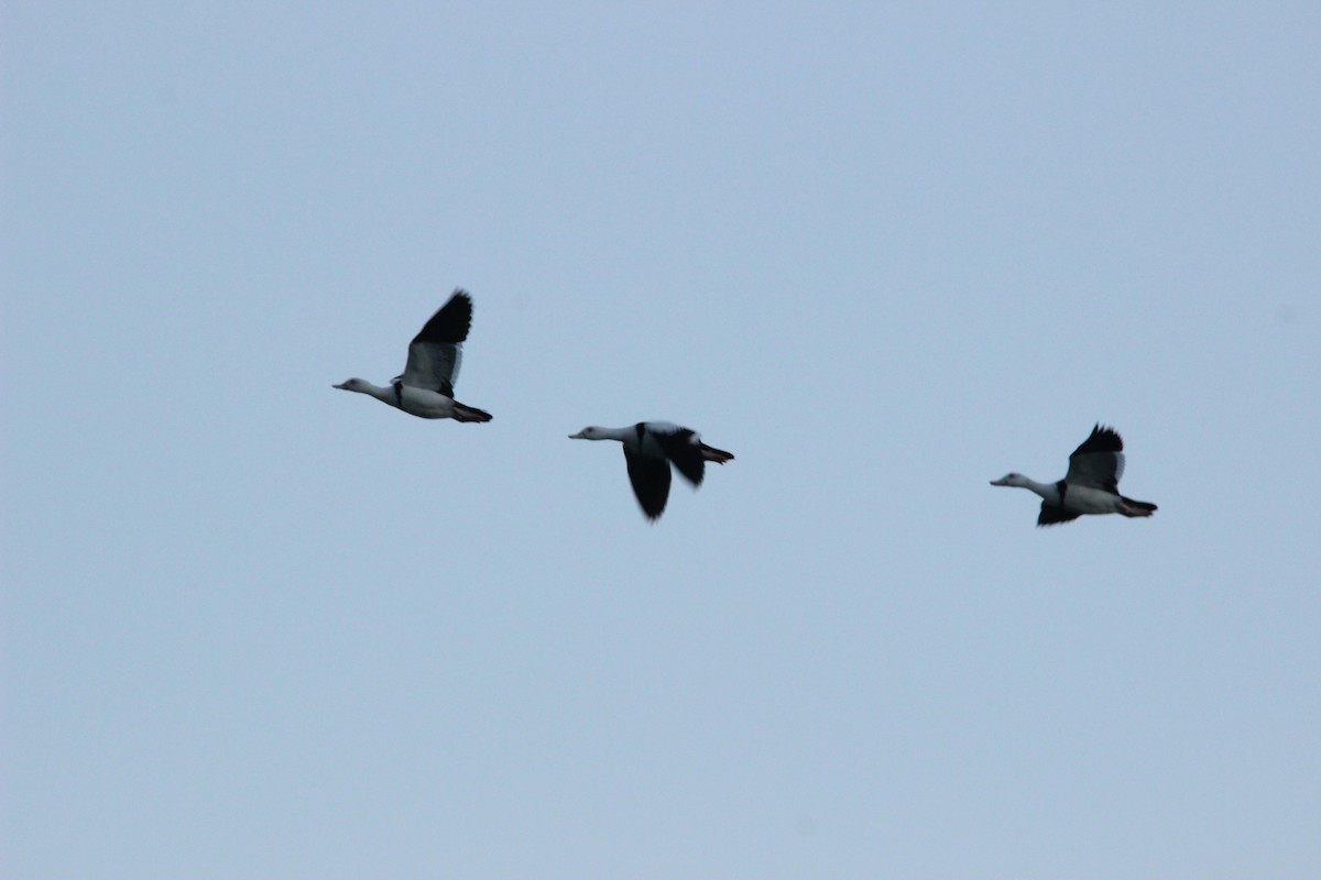 Radjah Shelduck - ML538528691