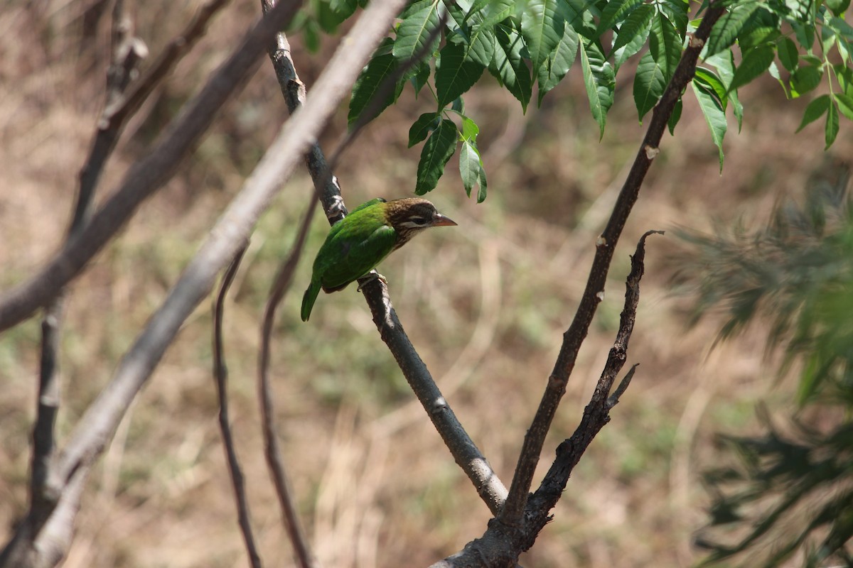 White-cheeked Barbet - ML538528861