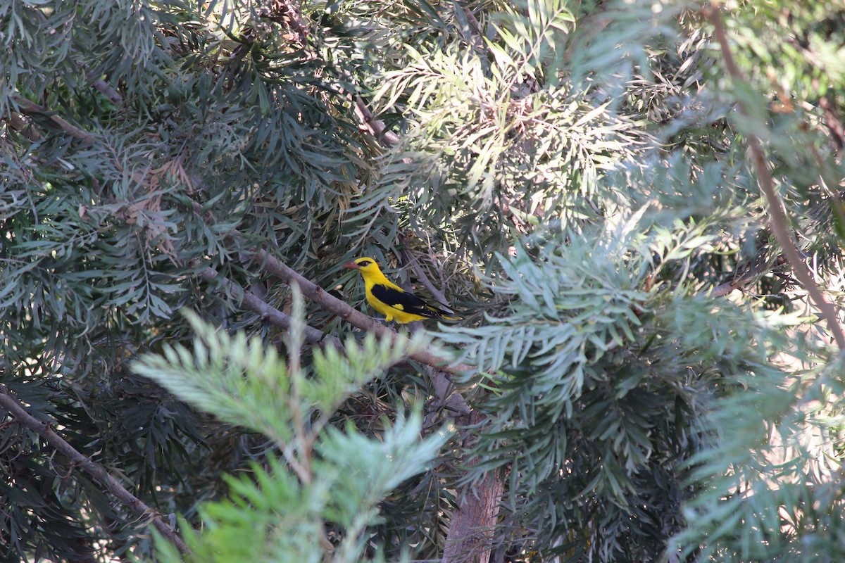 Indian Golden Oriole - ML538528871