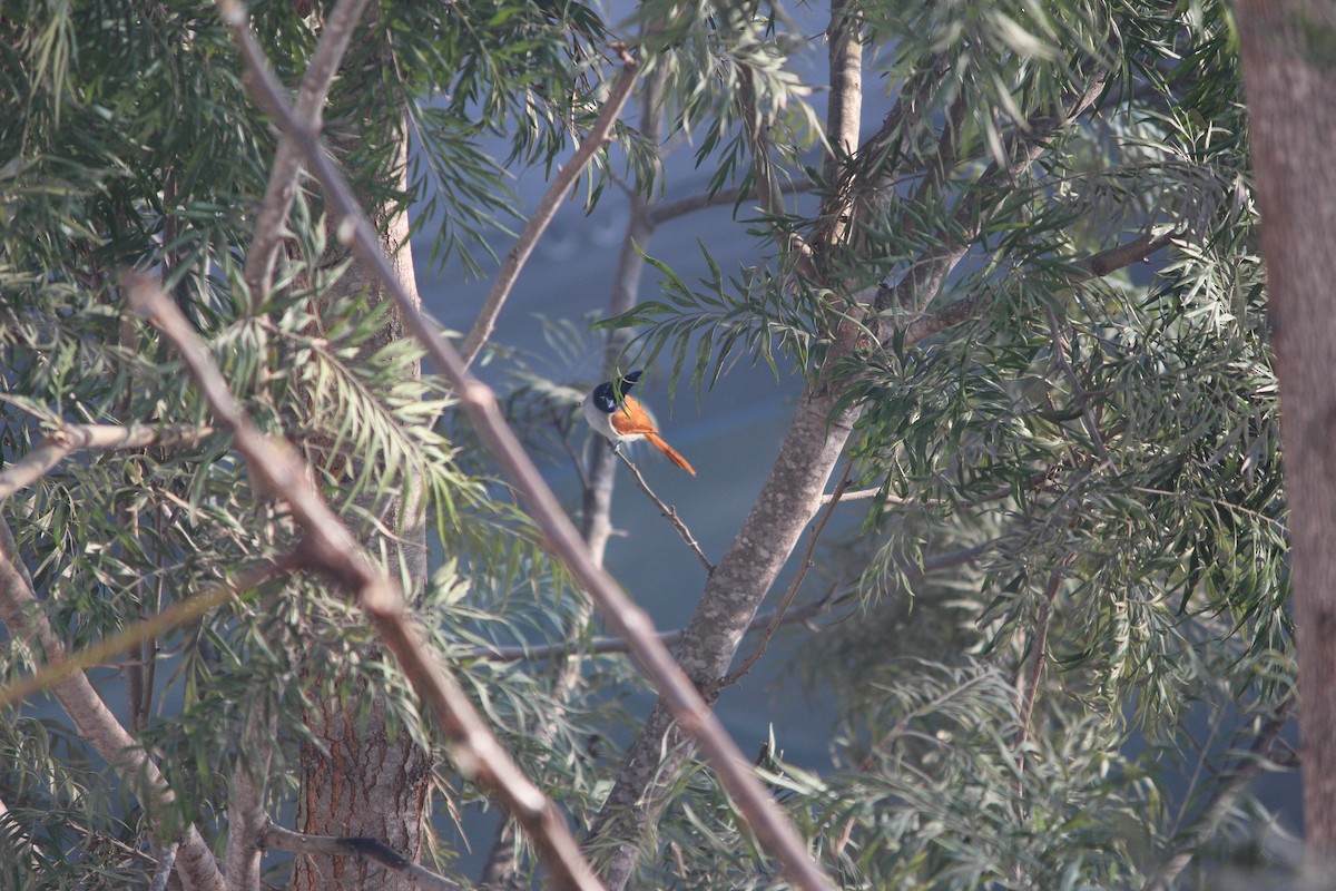 Indian Paradise-Flycatcher - ML538528911