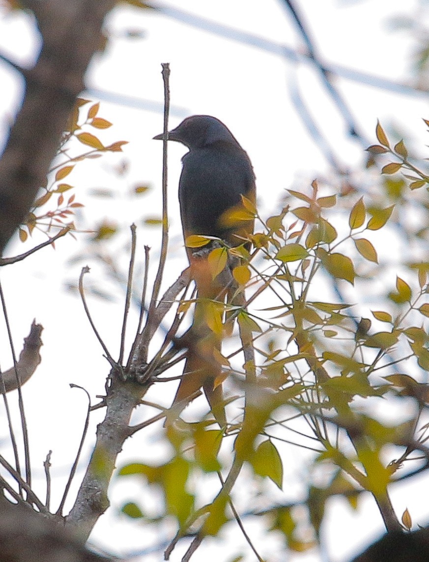 drongo kouřový - ML538529021