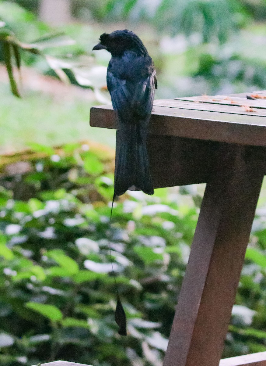 Greater Racket-tailed Drongo - ML538529031