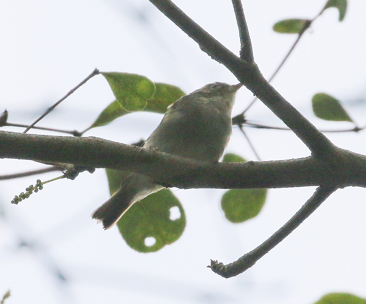 Yellow-browed Warbler - ML538529061