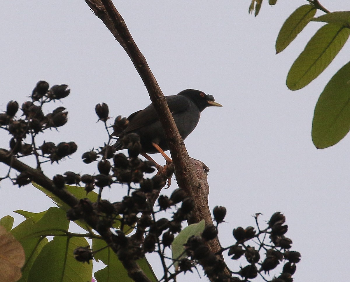 Crested Myna - ML538529181