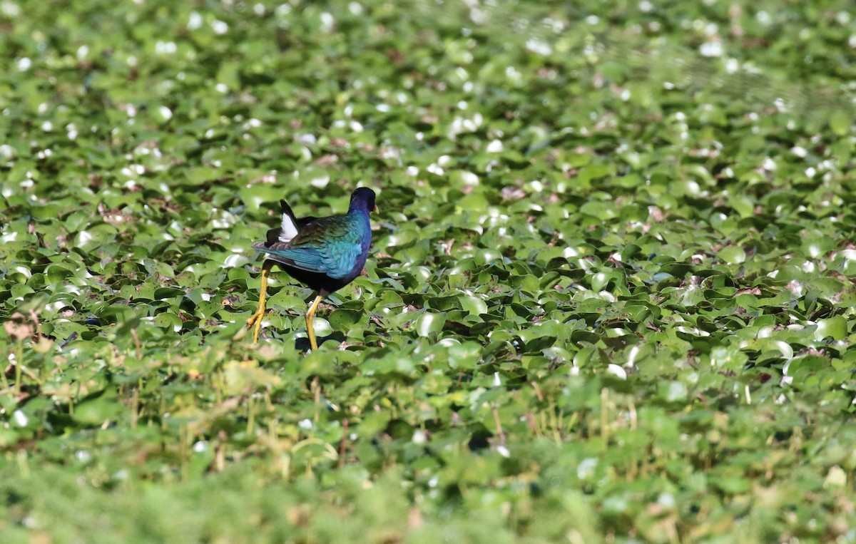 Purple Gallinule - ML538531061