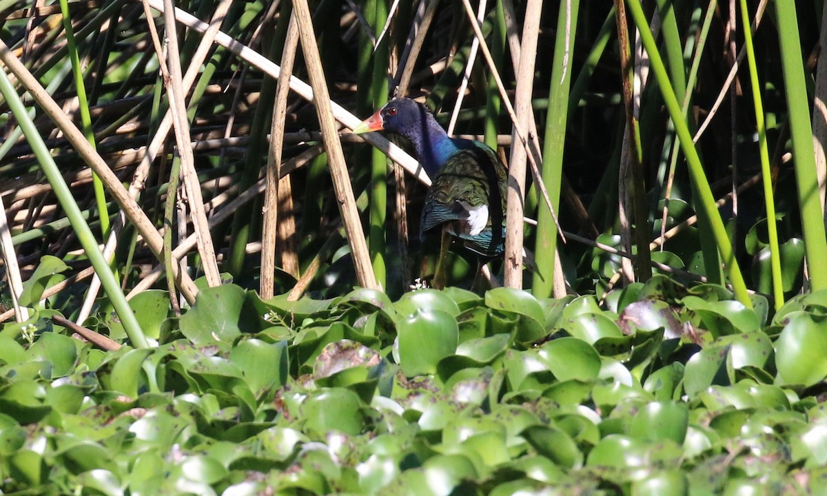 Purple Gallinule - ML538531071