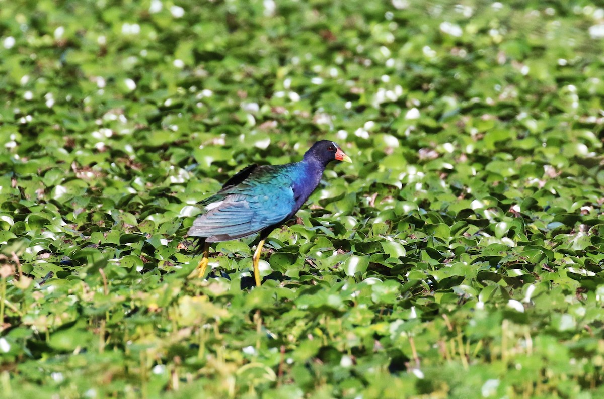 Purple Gallinule - ML538531081