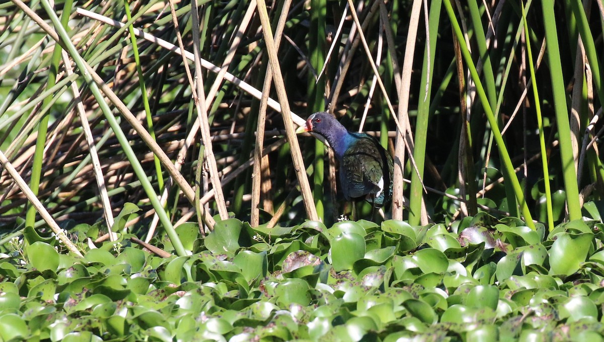 Purple Gallinule - ML538531091