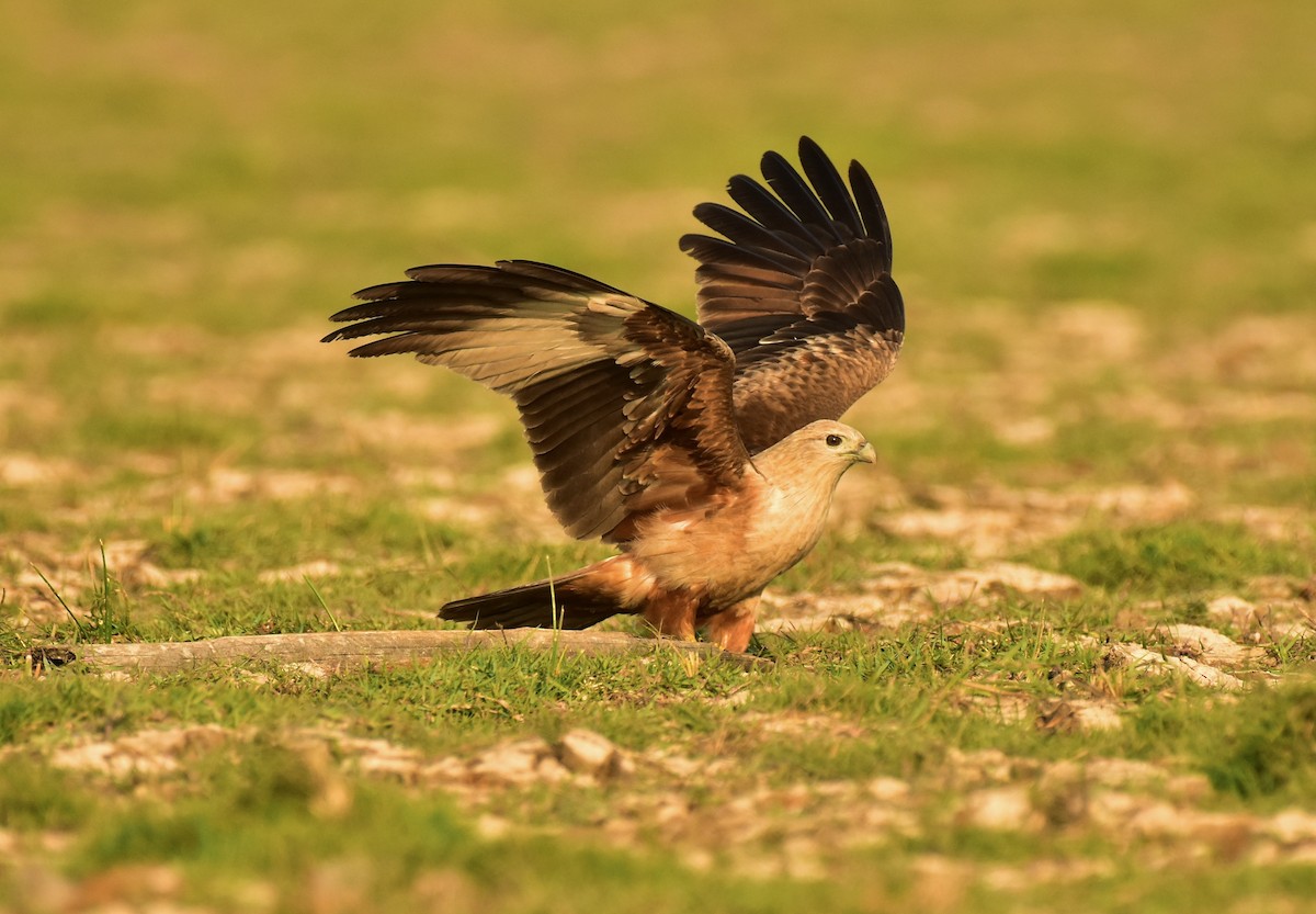 Brahminy Kite - ML538531541