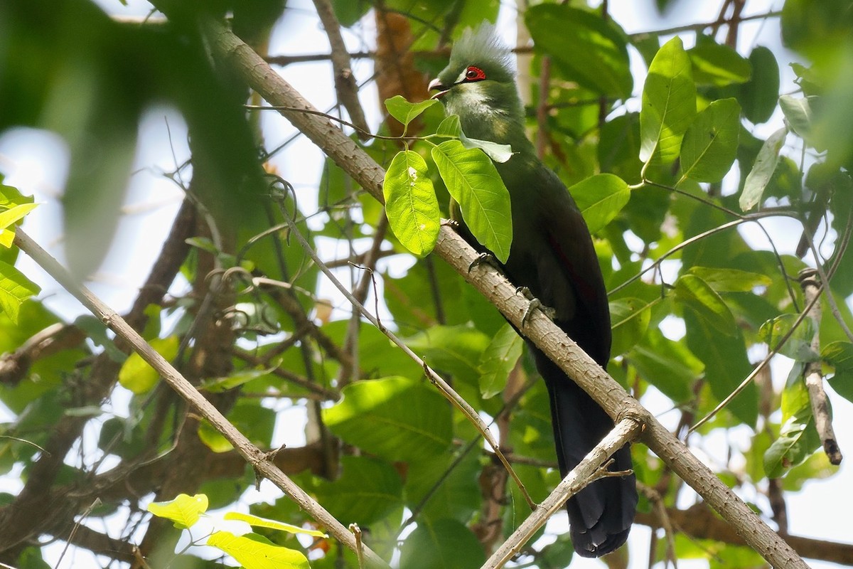 Turaco de Guinea (buffoni) - ML538531571