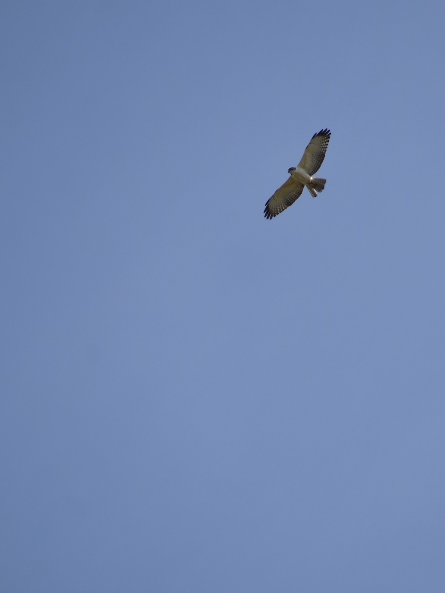 Red-tailed Hawk - Jovani León