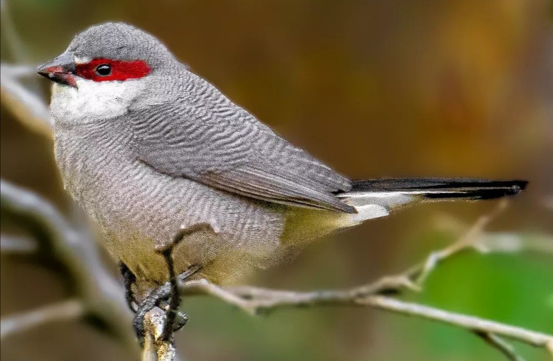 Arabian Waxbill - ML538531871