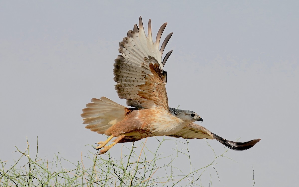 Long-legged Buzzard - Sudip Simha