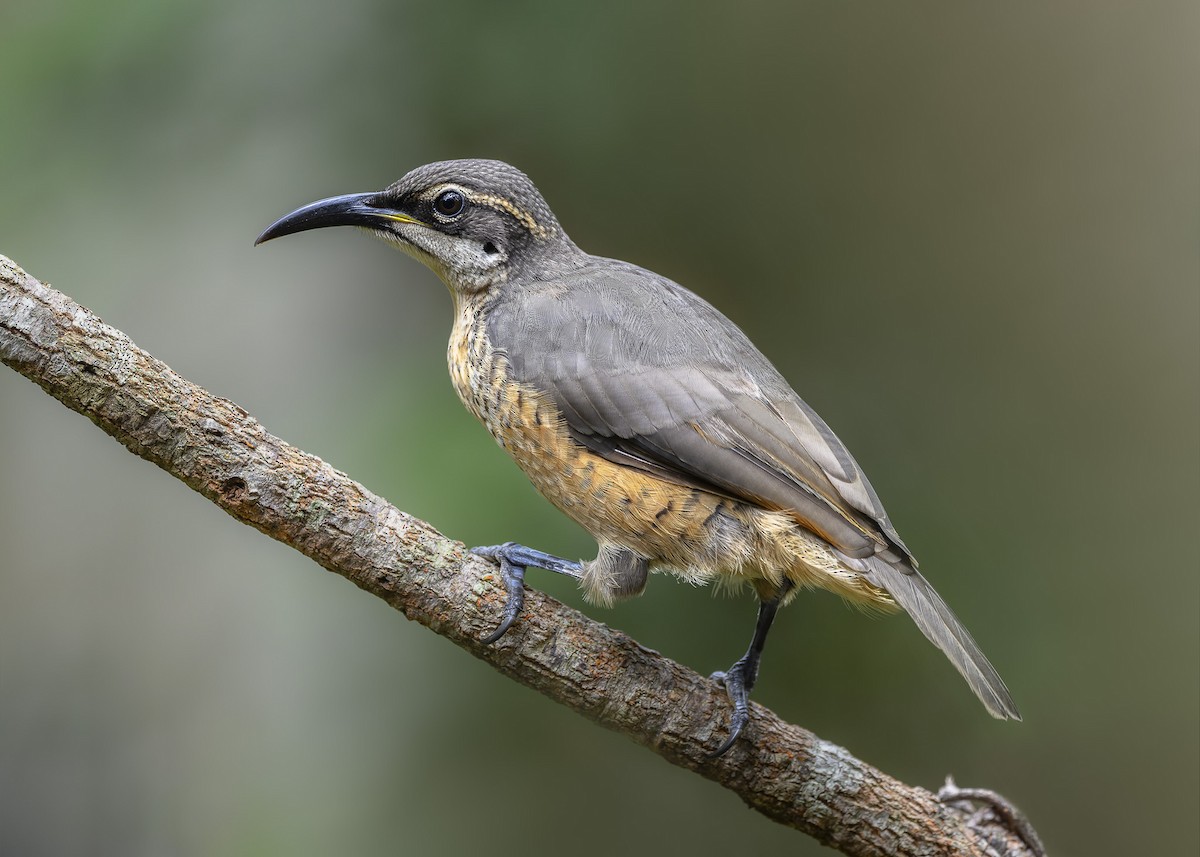 Victoria's Riflebird - ML538533351