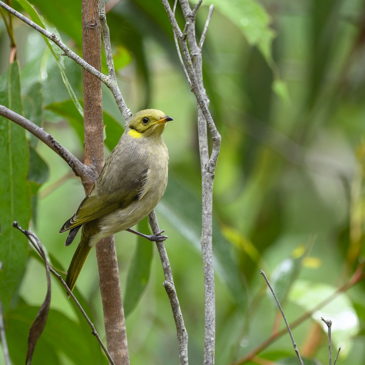 Fuscous Honeyeater - ML538533471