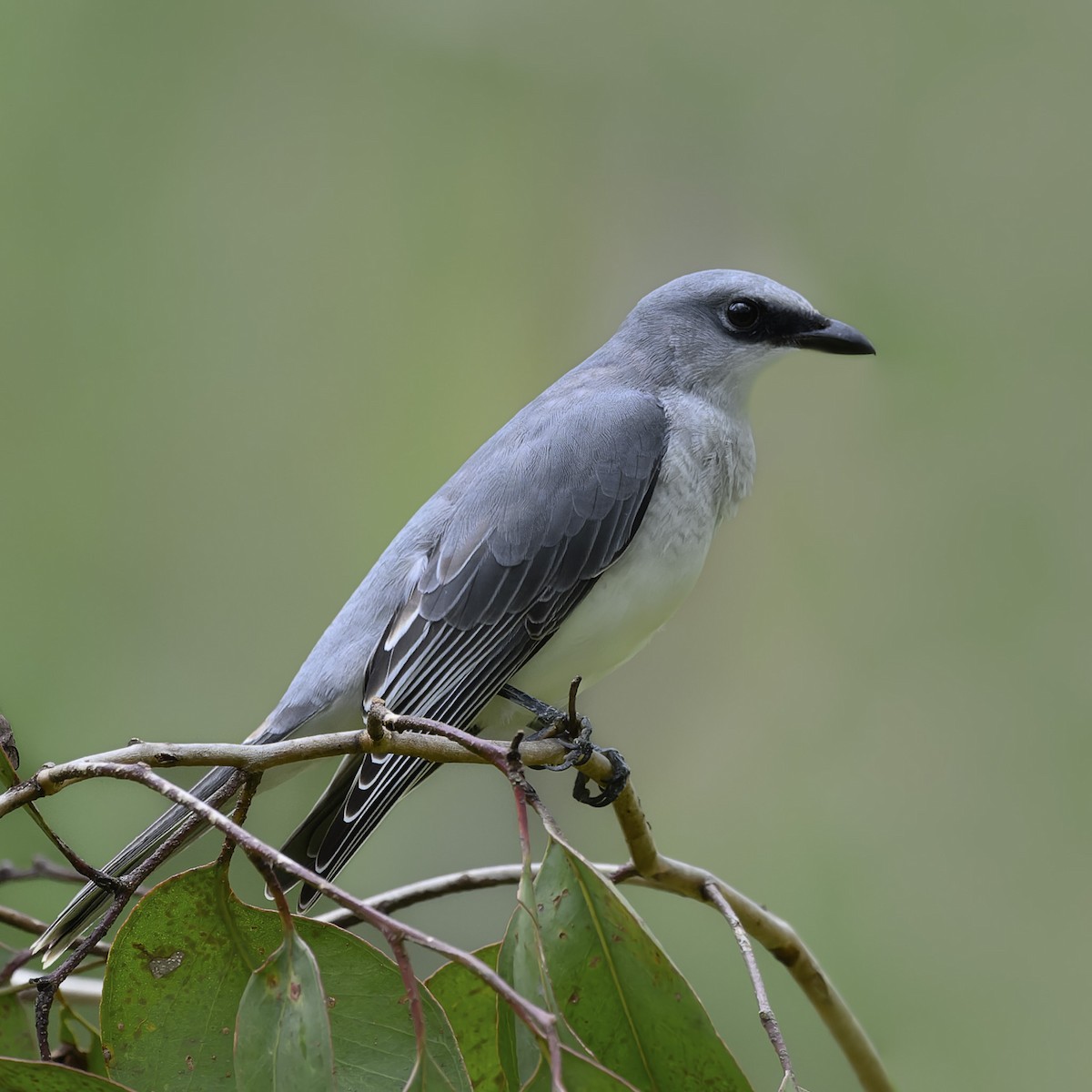 White-bellied Cuckooshrike - ML538533501