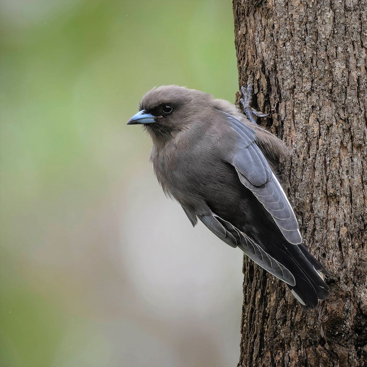Dusky Woodswallow - ML538533551