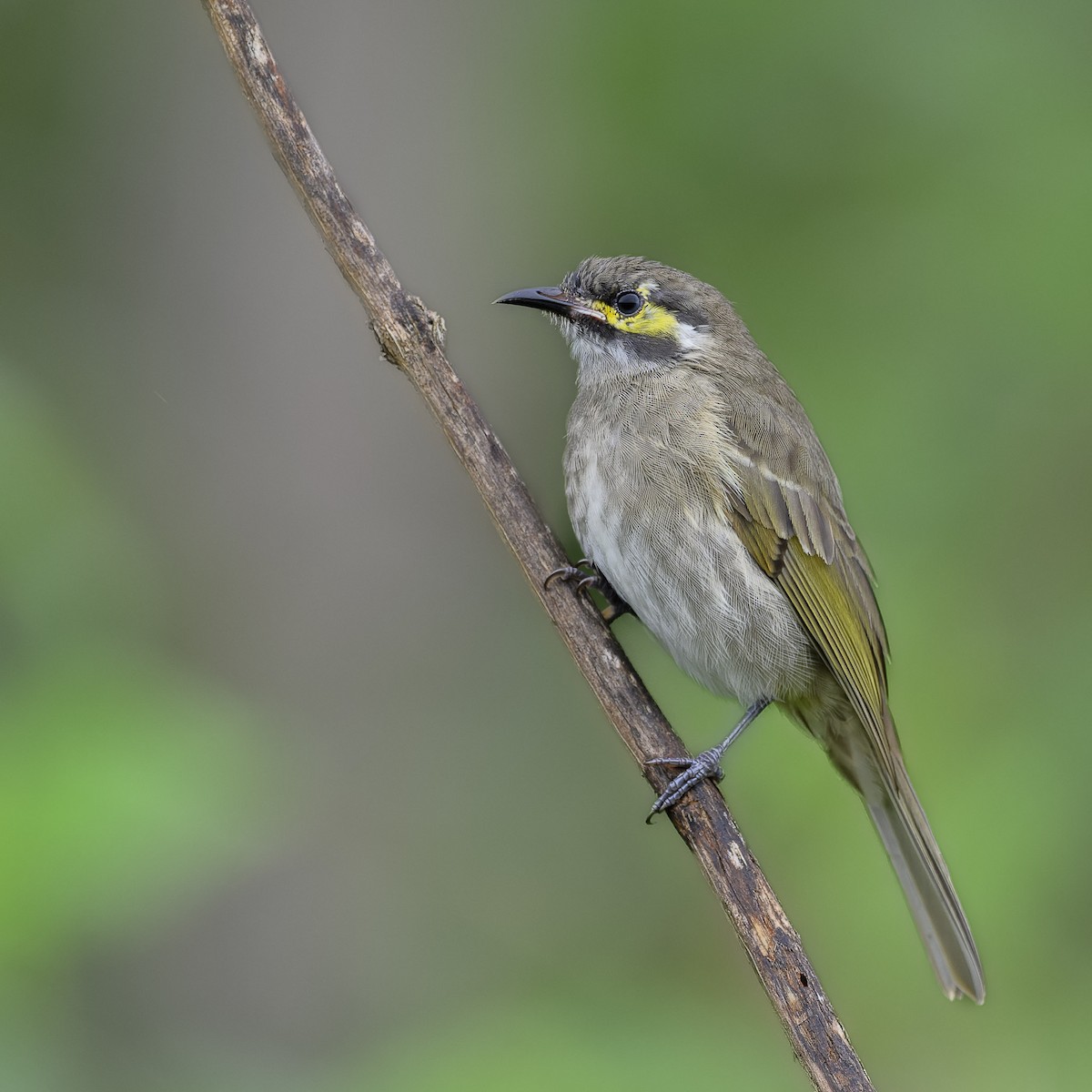 Yellow-faced Honeyeater - ML538533721