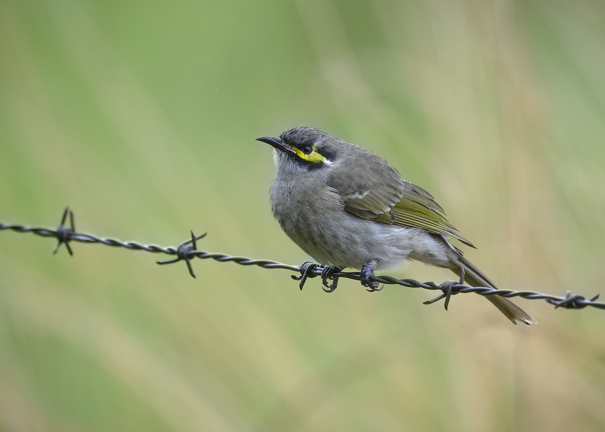 Yellow-faced Honeyeater - ML538533731