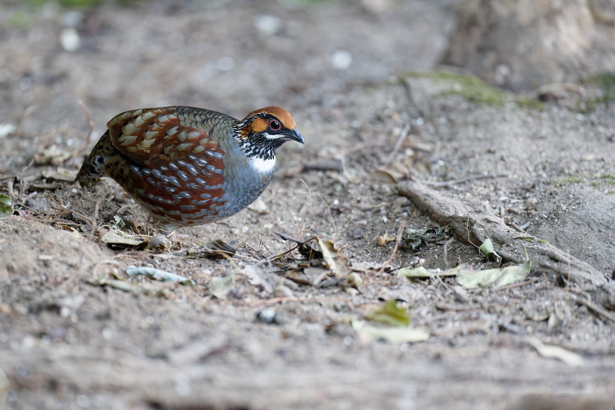 Hill Partridge - ML538533751