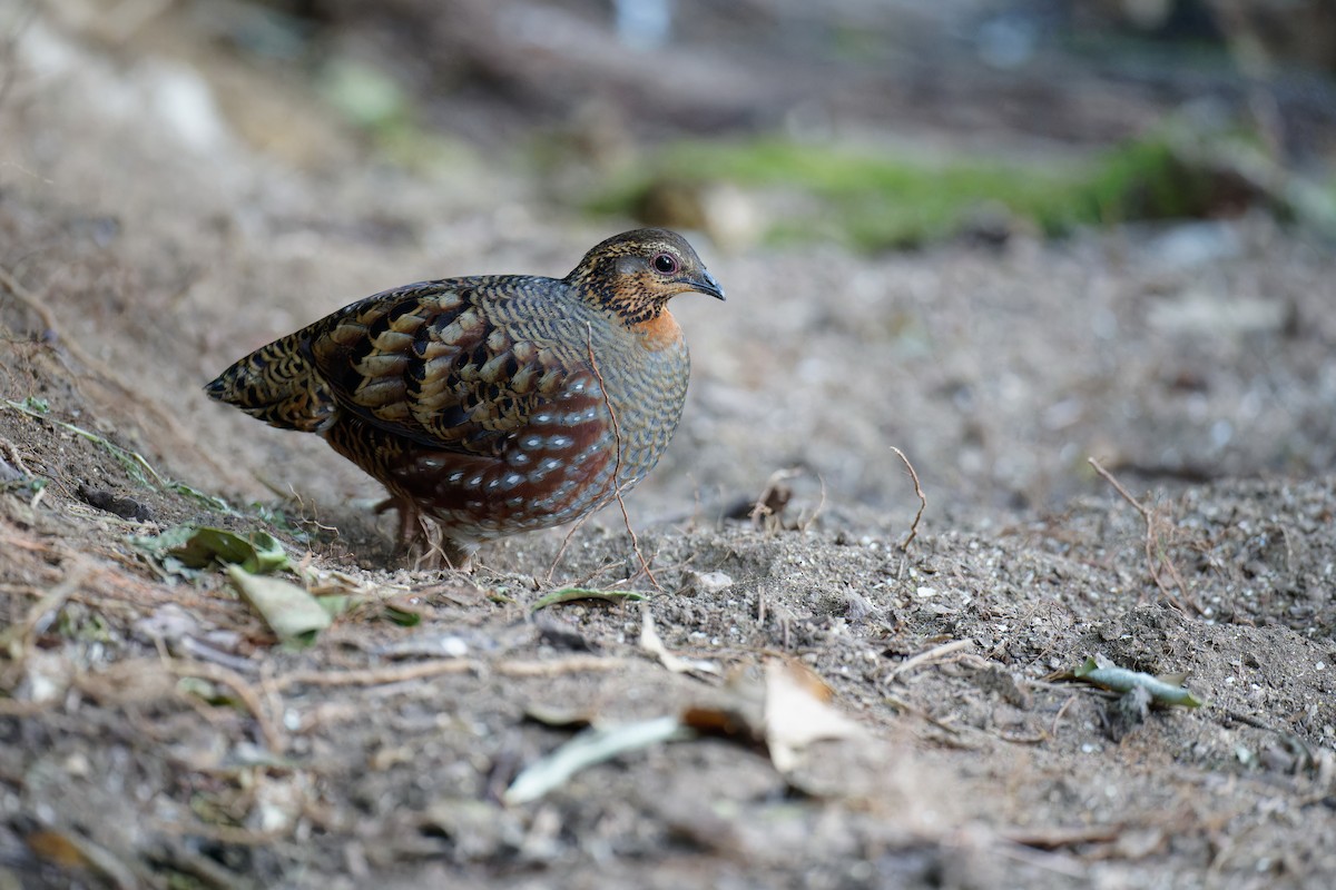 Hill Partridge - ML538533761