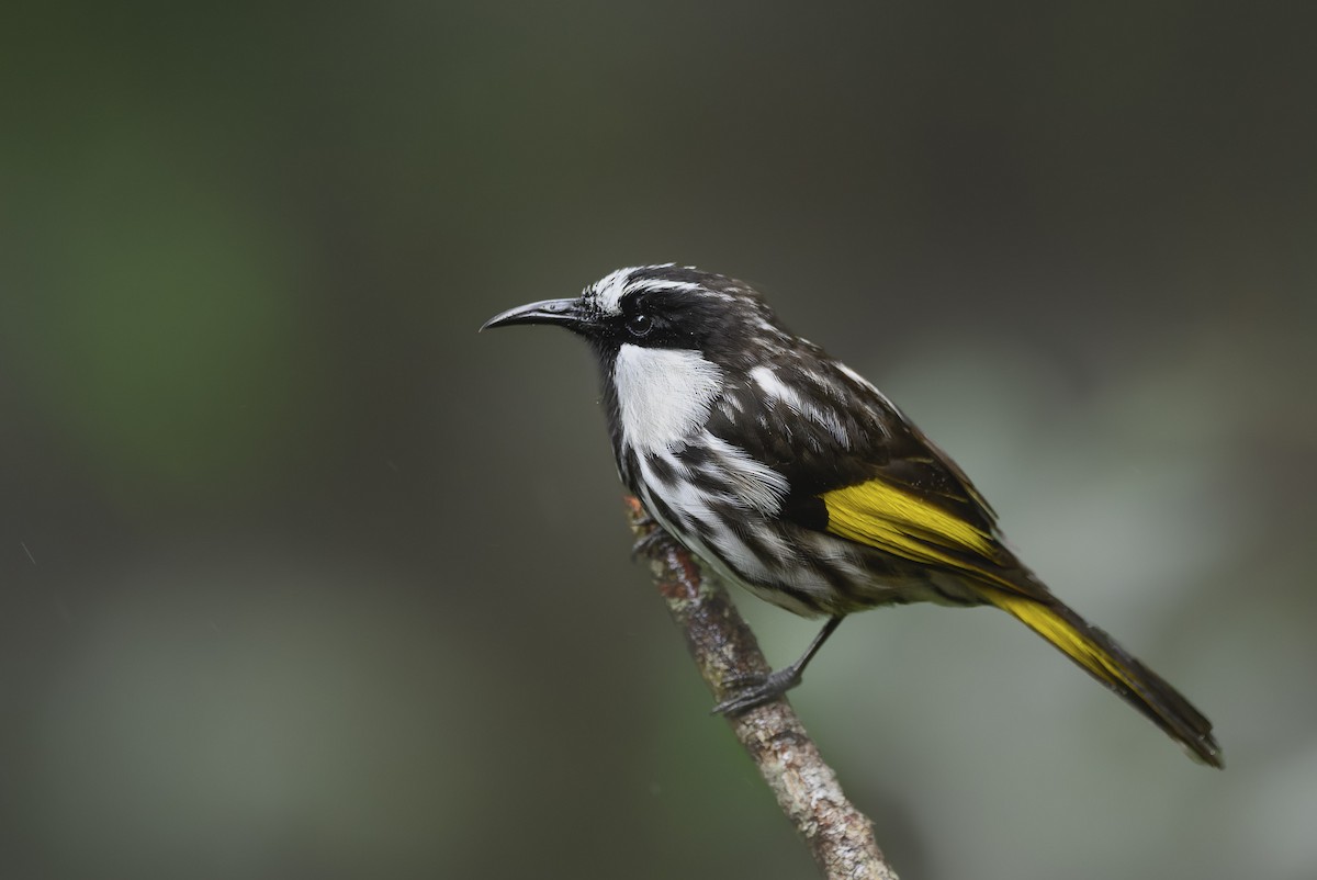 White-cheeked Honeyeater - ML538533841