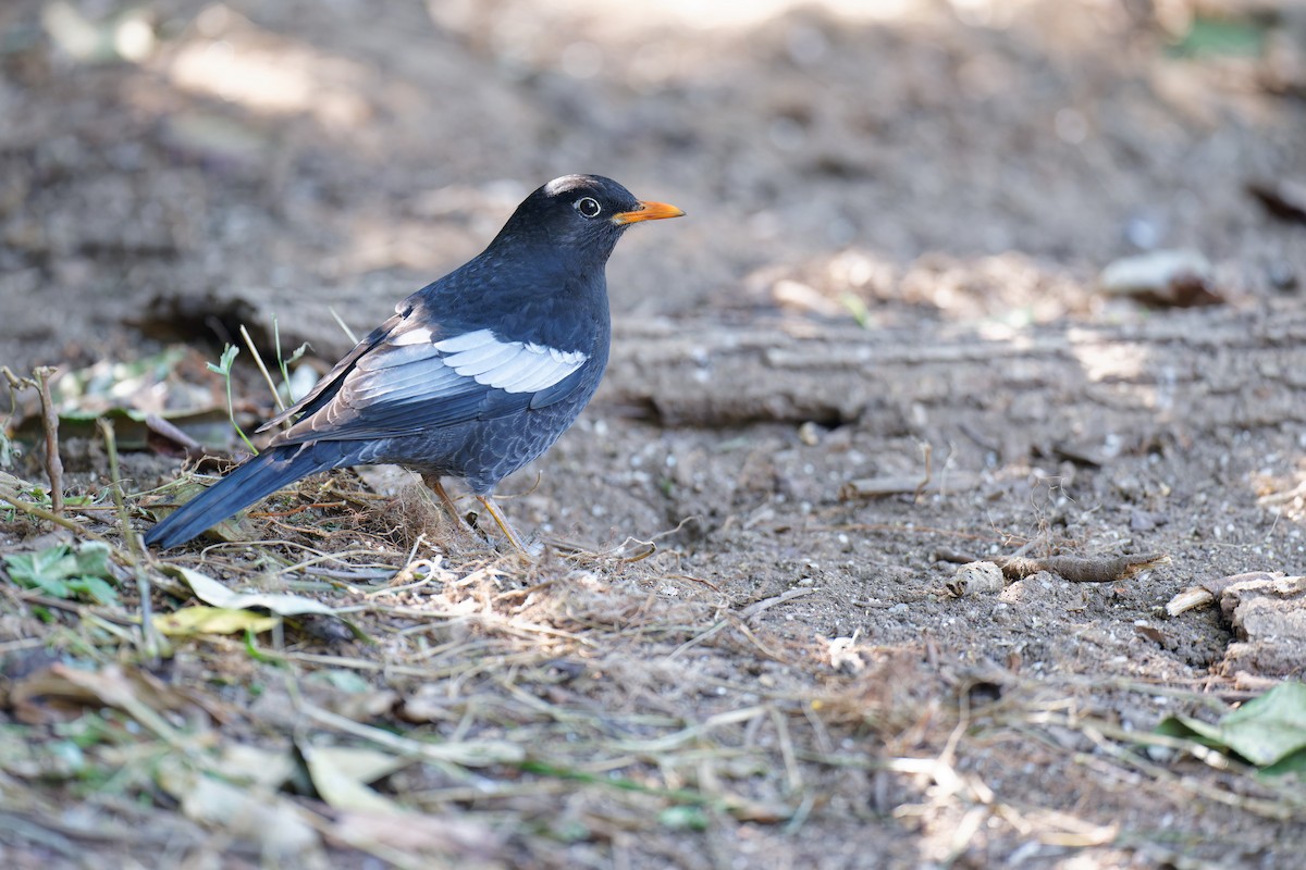 Gray-winged Blackbird - ML538533911