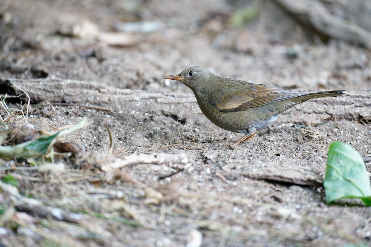 Gray-winged Blackbird - ML538533921