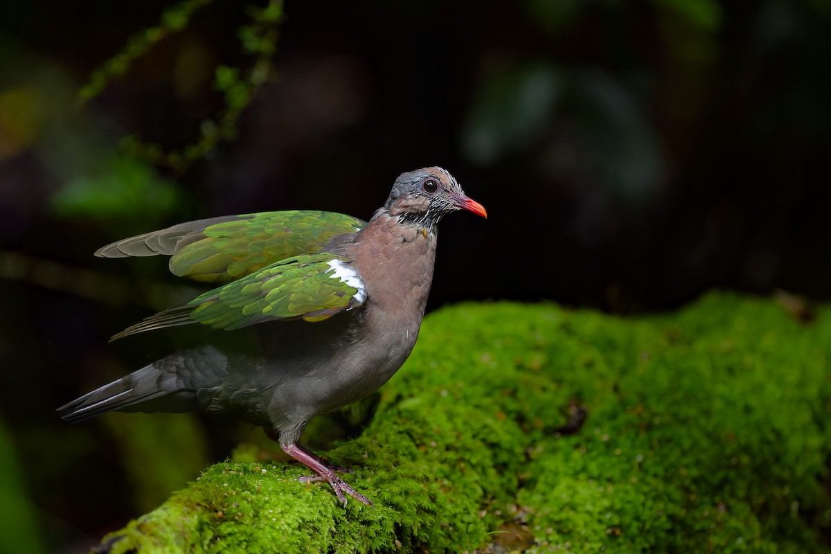 Pacific Emerald Dove - ML538533981