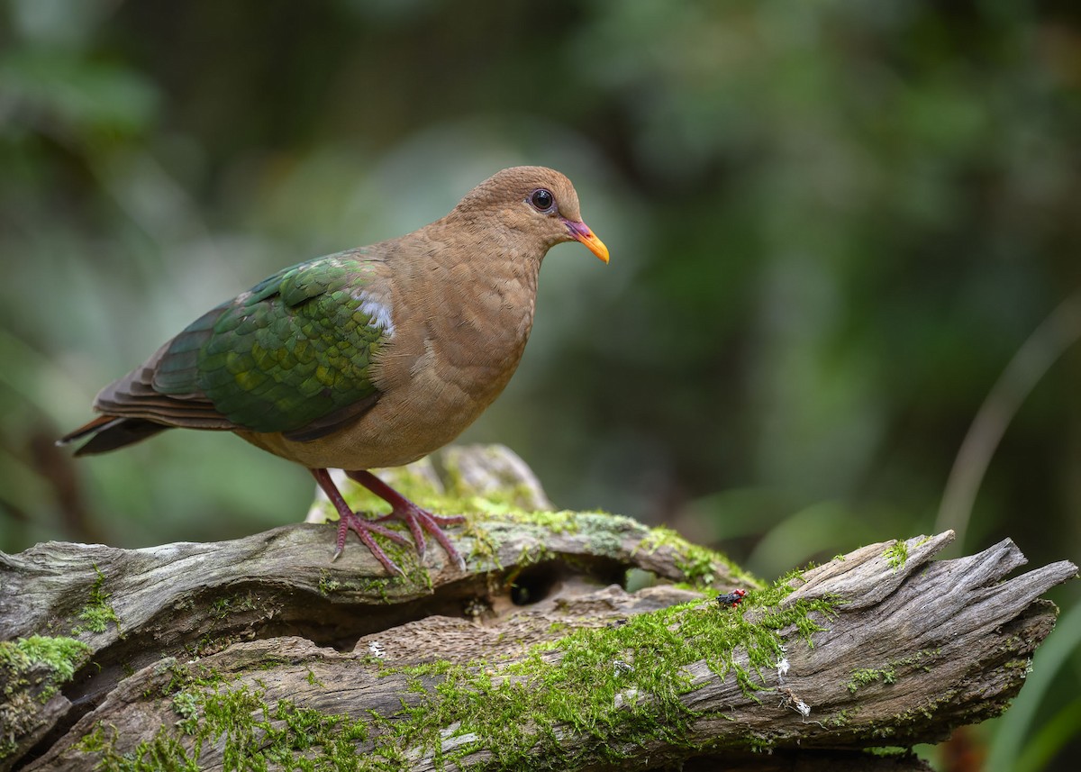 Pacific Emerald Dove - ML538533991