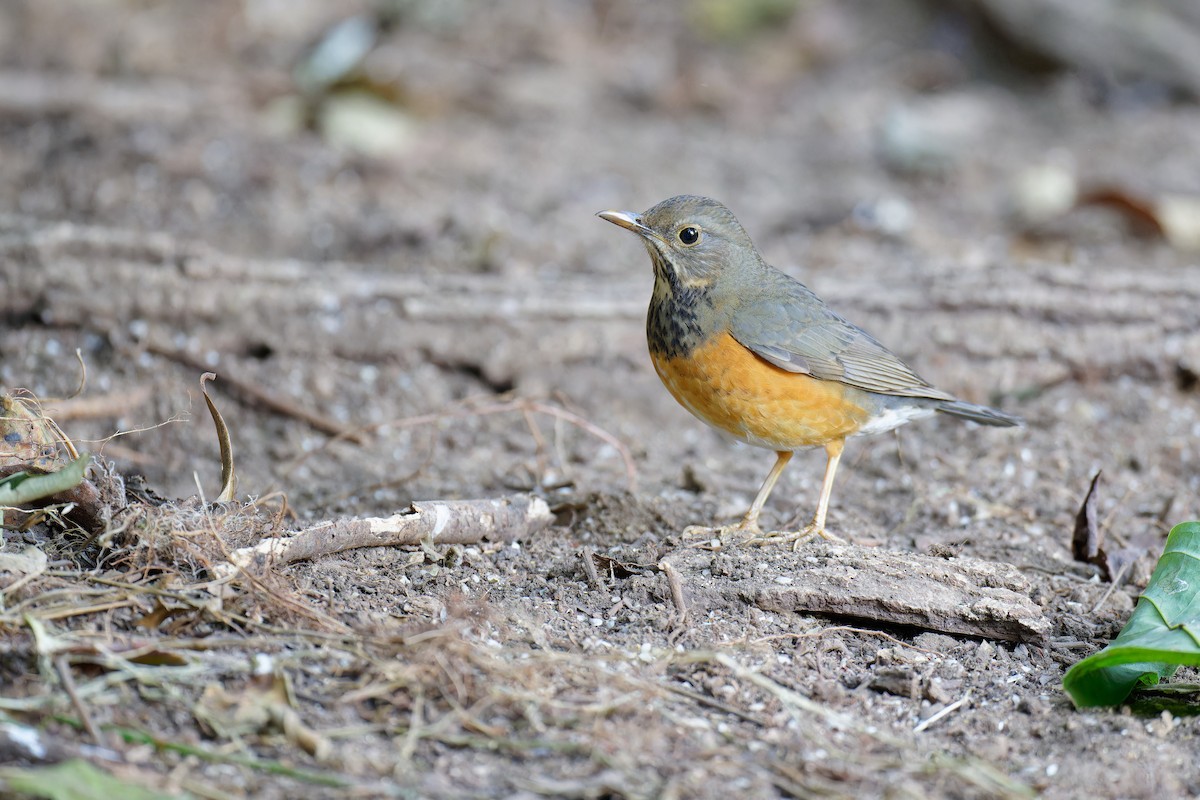 Black-breasted Thrush - ML538534001