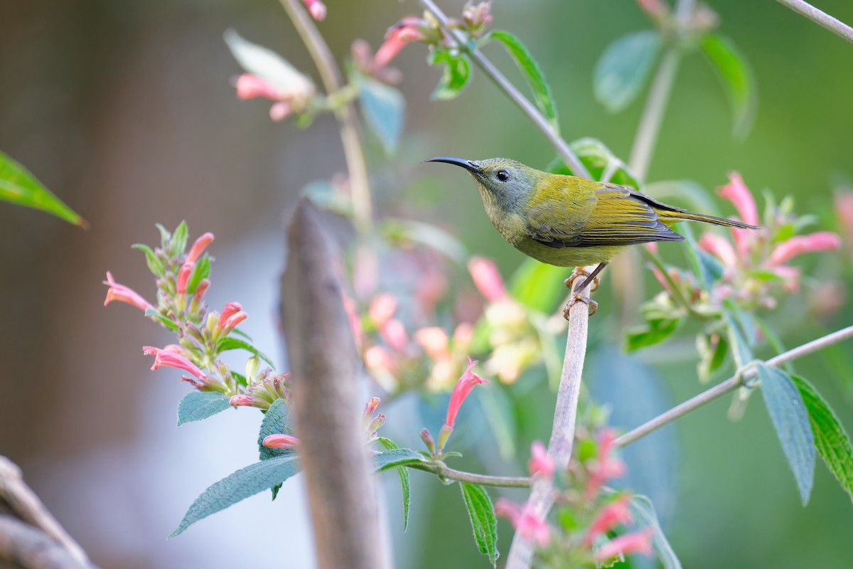 Mrs. Gould's Sunbird (Scarlet-breasted) - ML538534051