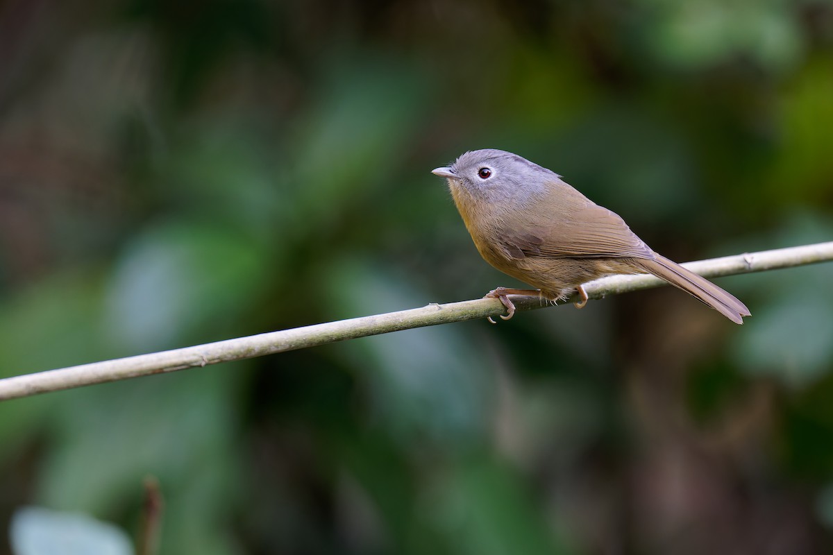 Yunnan Fulvetta - ML538534131