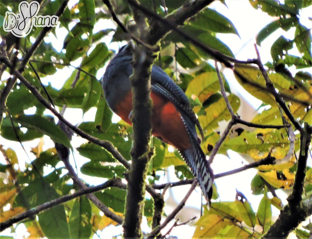 Baird's Trogon - ML53853421