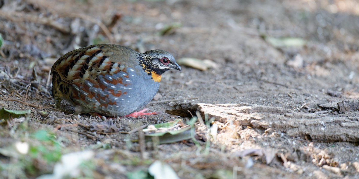 Rufous-throated Partridge - ML538534231