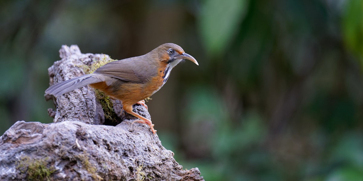 Black-streaked Scimitar-Babbler - ML538534351