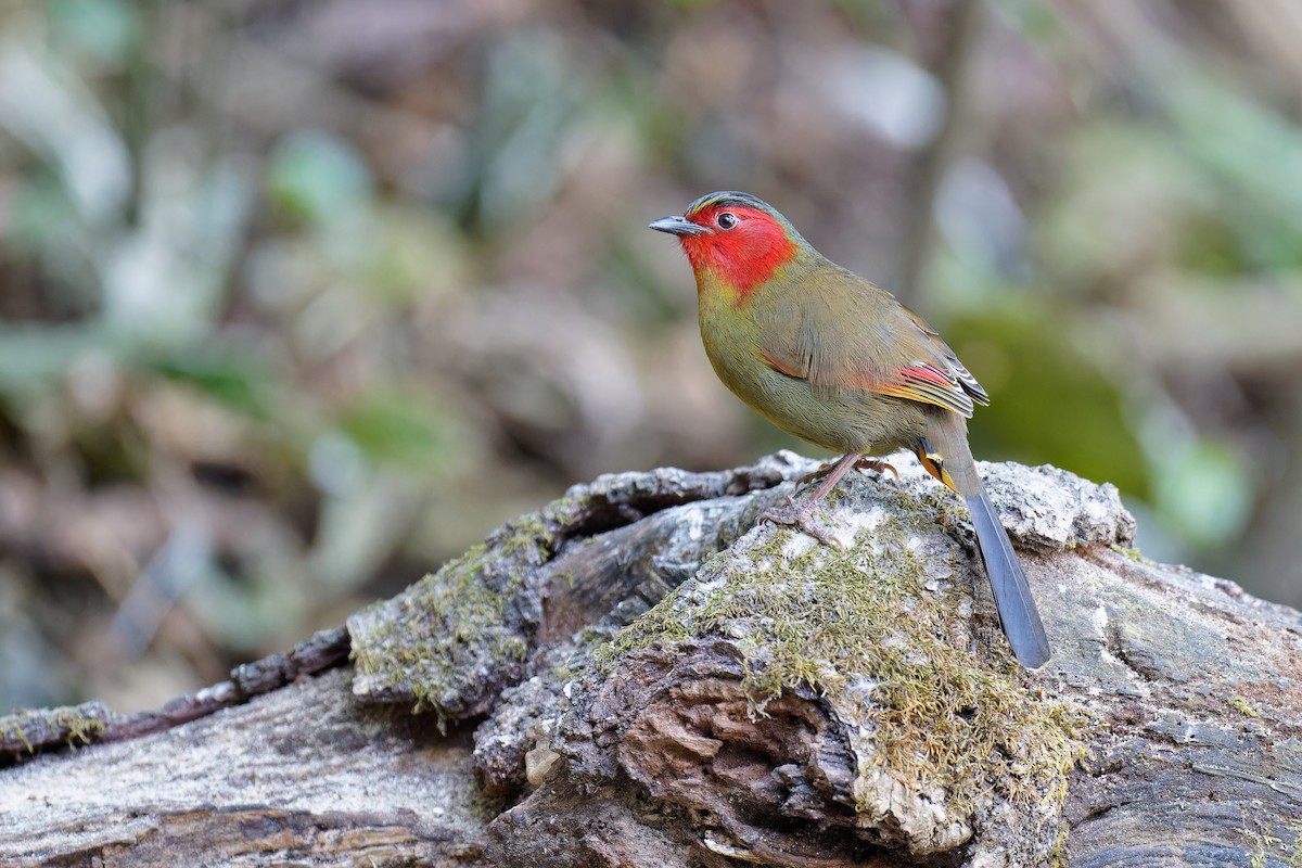 Scarlet-faced Liocichla - ML538534571