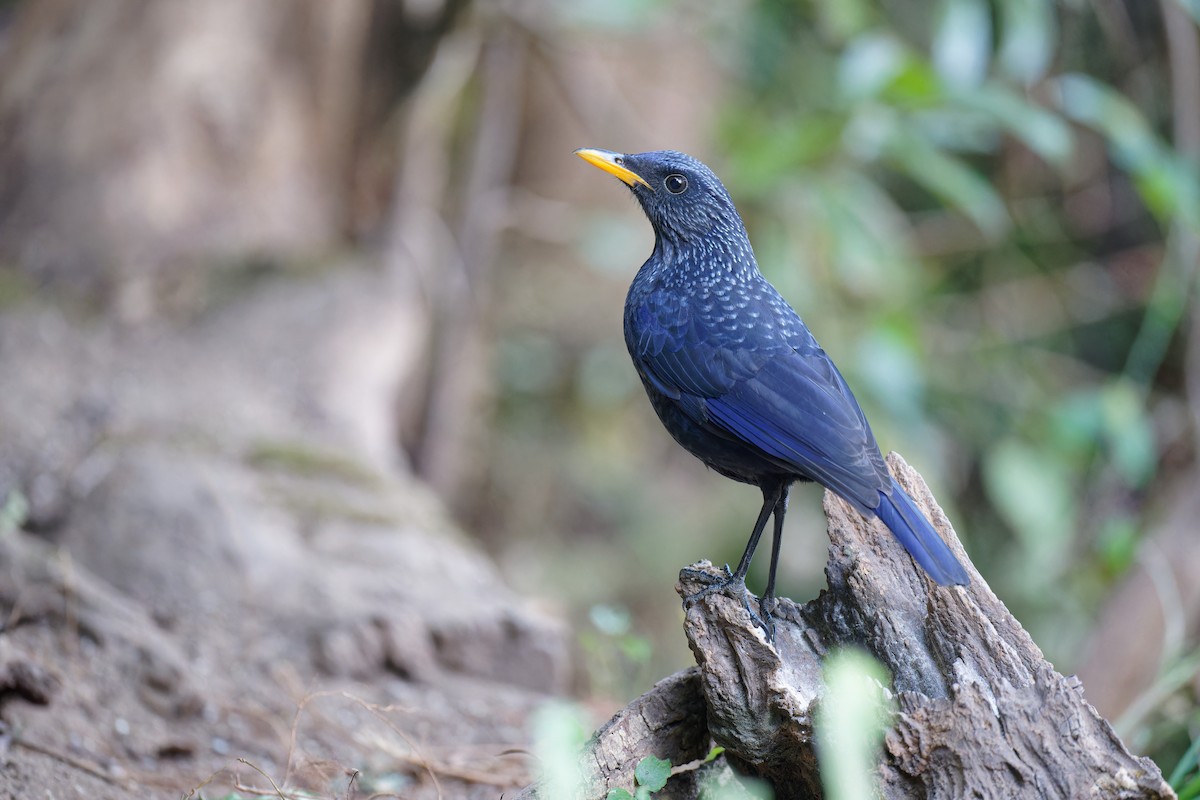 Blue Whistling-Thrush (Yellow-billed) - ML538534831