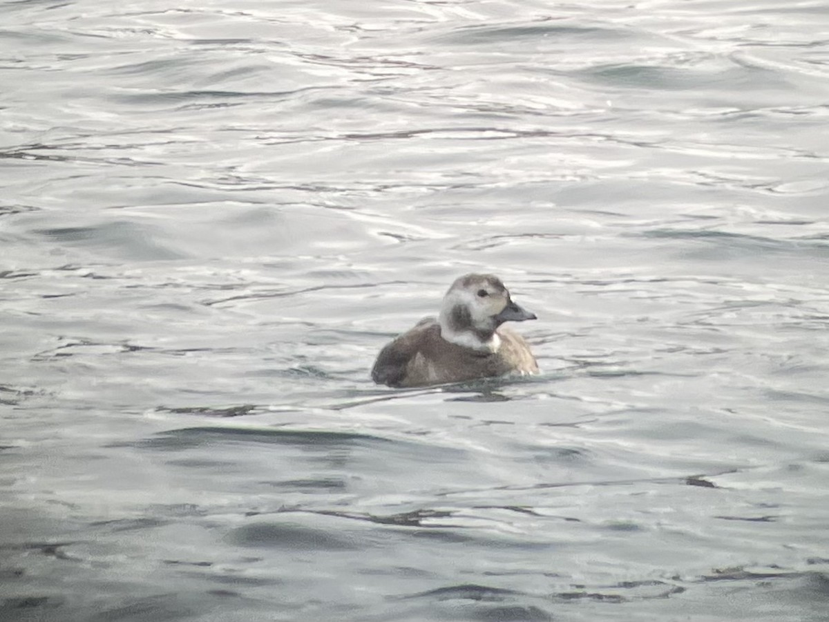Long-tailed Duck - ML538535051