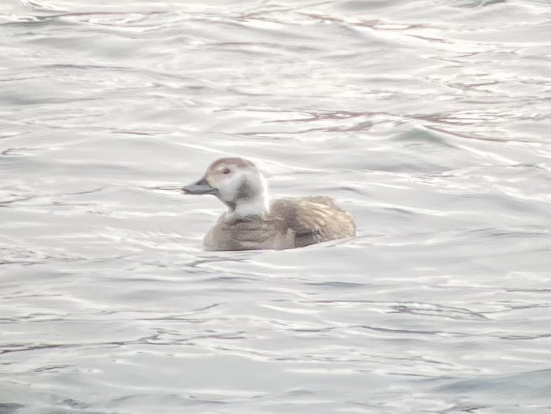 Long-tailed Duck - ML538535061