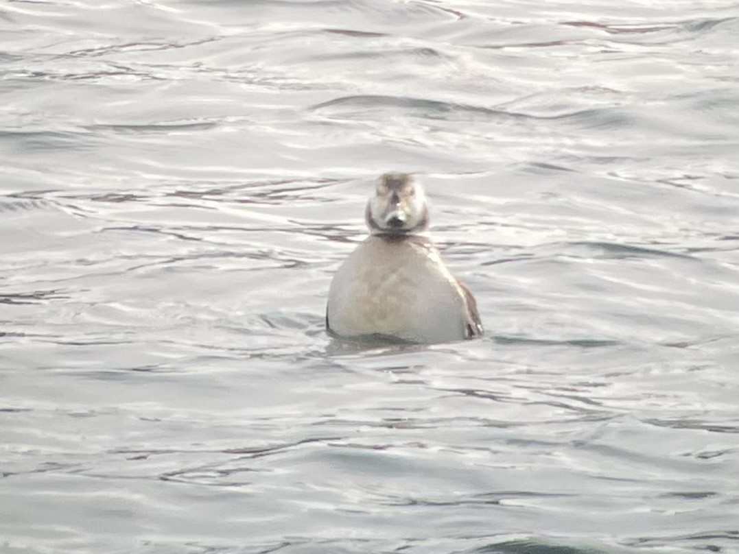 Long-tailed Duck - ML538535081